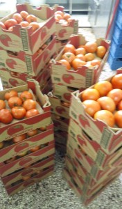 ΝΤΟΜΑΤΕΣ.WENDER PLANT(1)